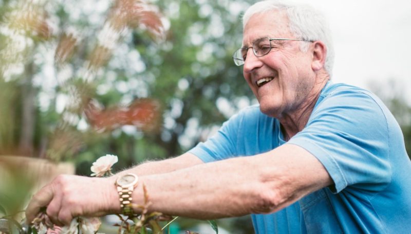 Senior Adult Man Doing Yardwork